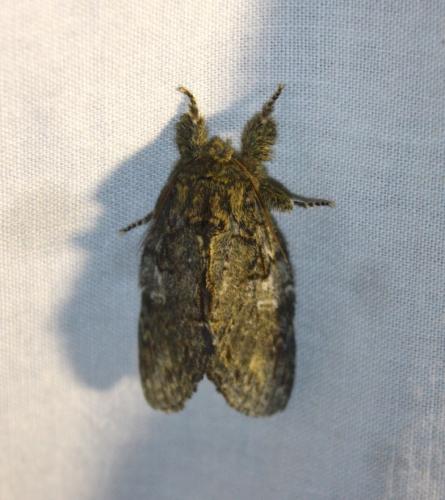 Peridea anceps